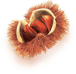 chestnut